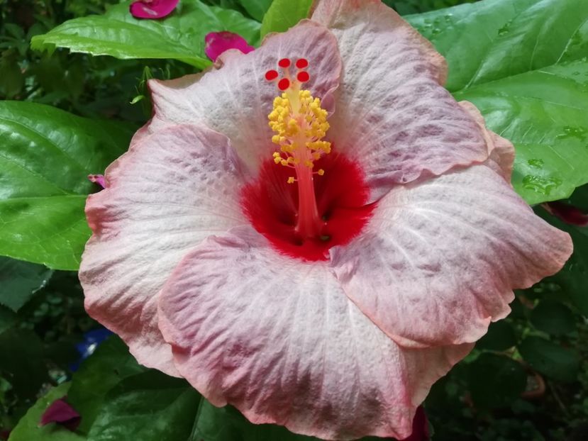  - BARRY SCHLUETER X SHIVA-uscat