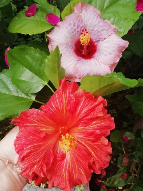  - BARRY SCHLUETER X SHIVA-uscat