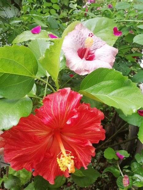  - RUSSIAN FIREBIRD X BLACK RAINBOW-uscat