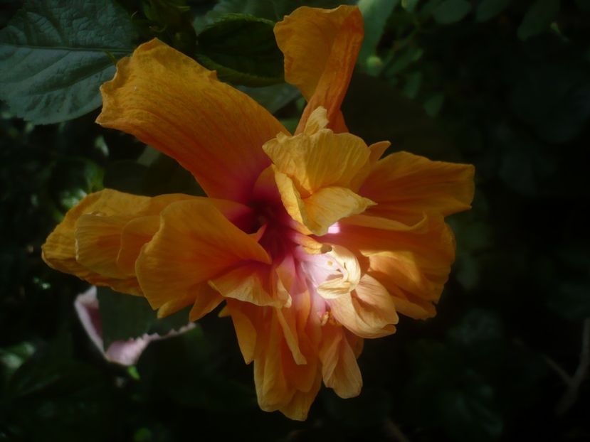 P1450822 - HIBISCUSI 2020-3