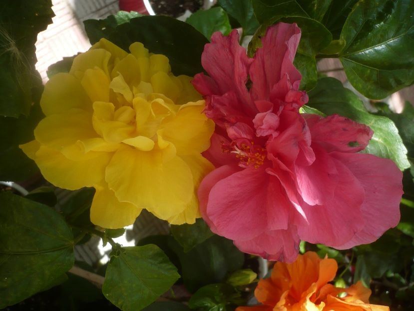 P1450828 - HIBISCUSI 2020-3