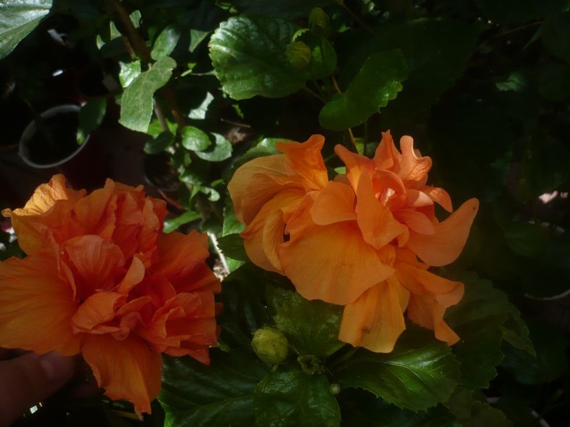 P1450839 - HIBISCUSI 2020-3