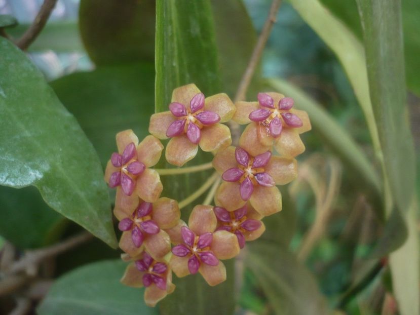 P1450843 - HOYA 2020-2