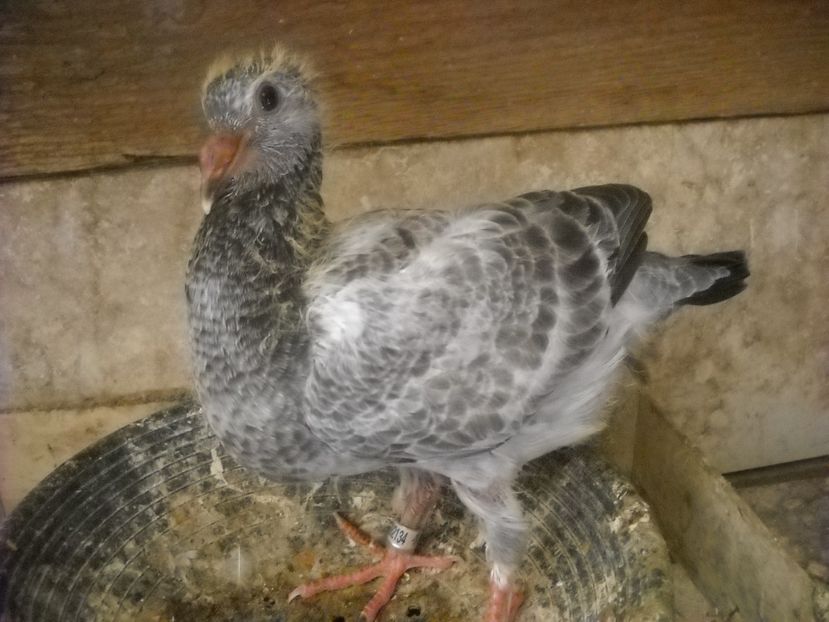  - UNDEVA IN SUCEAVA arhiva