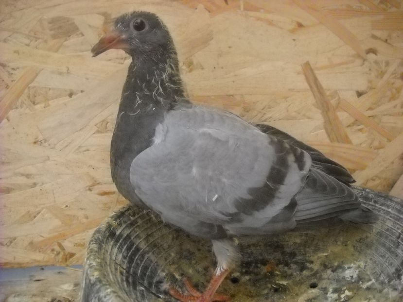  - UNDEVA IN SUCEAVA arhiva