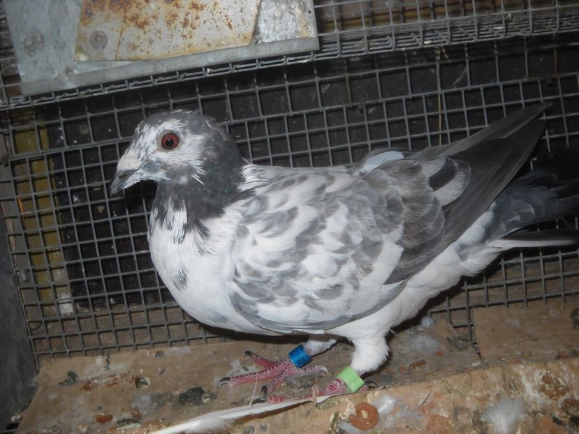  - UNDEVA IN SUCEAVA arhiva