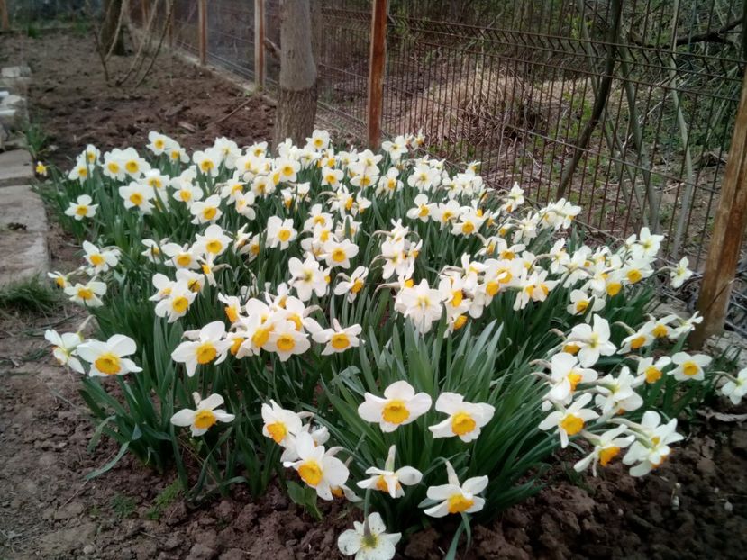 Poiana narciselor 2020... Bogăție! - Narcise