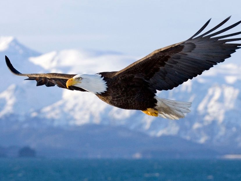 Eagle - Ni Hao !