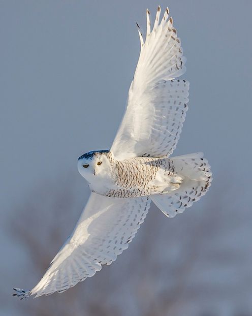 Snow Owl - Ni Hao !