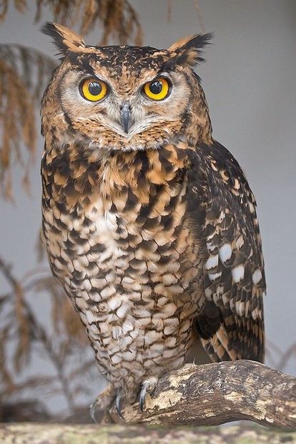 Owl - Ni Hao !