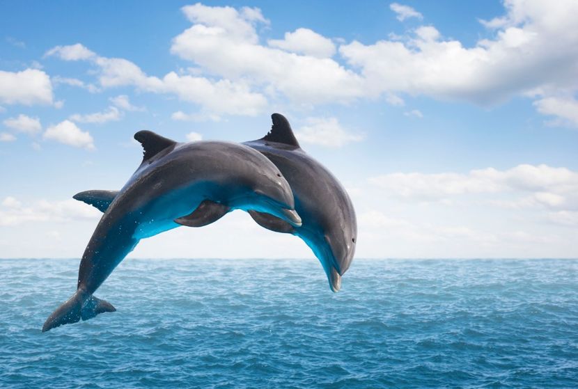 Dolphins - Ni Hao !