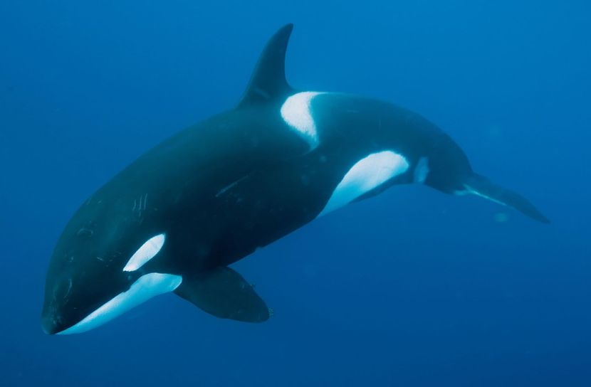 Whale - Ni Hao !