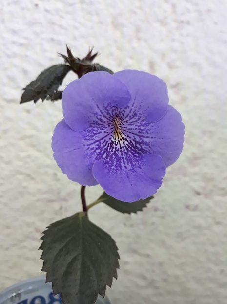  - 001 2021 - Serge s Joy