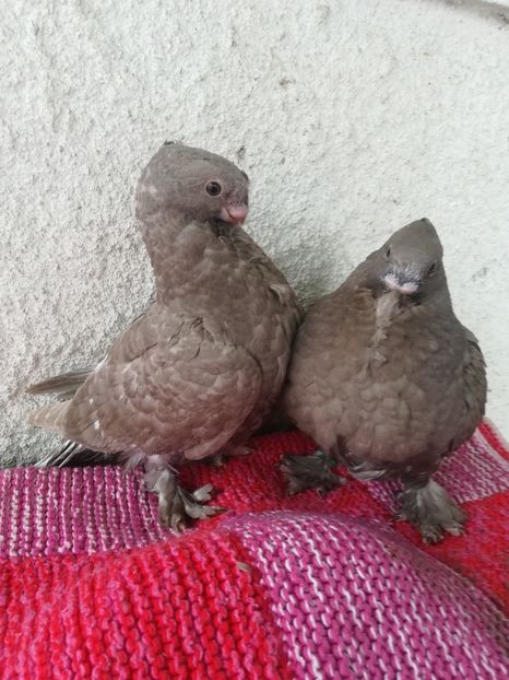  - Antonia și puișori