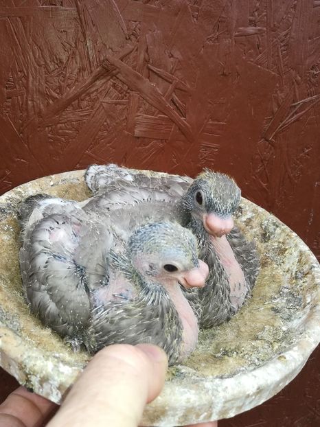  - Antonia și puișori