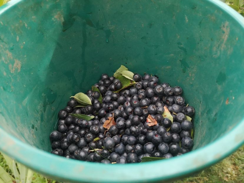 aronia 20.08 - arbori fructiferi 2020