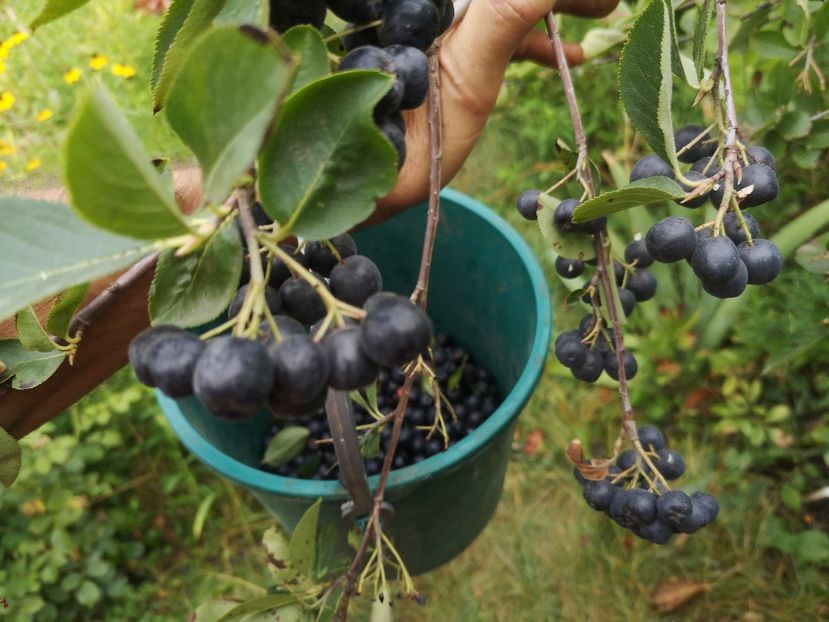  - arbori fructiferi 2020