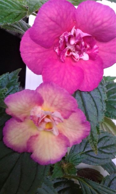  - Achimenes Nia 2020