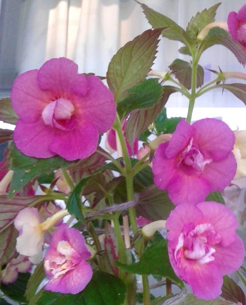  - Achimenes Nia 2020