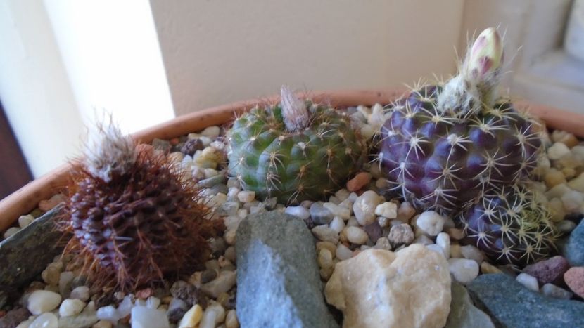 Grup de 3 Frailea - Cactusi 2020 evolutie vara