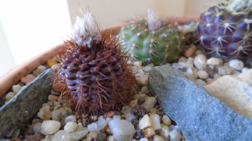 Frailea mammifera ssp. angelesiae - Cactusi 2020 evolutie vara