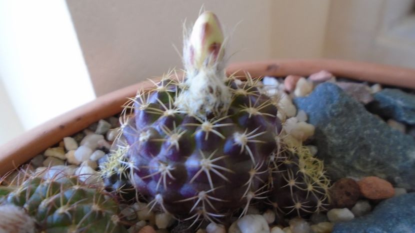 Frailea buenekeri - Cactusi 2020 evolutie vara