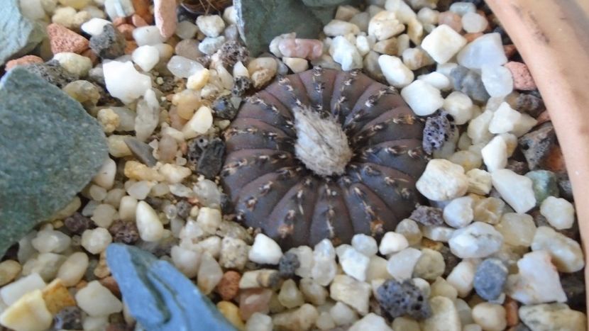 Frailea castanea - Cactusi 2020 evolutie vara