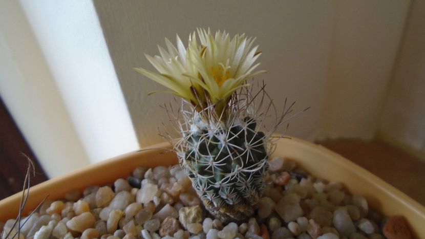 Turbinicarpus krainzianus - Cactusi 2020 evolutie vara