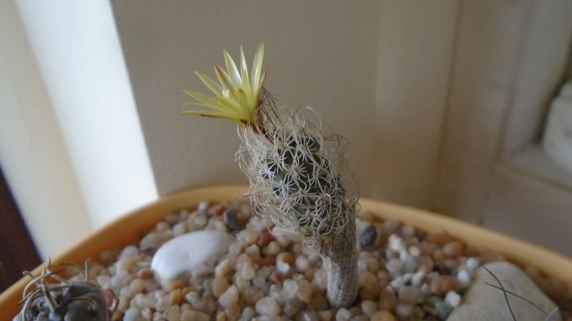 Turbinicarpus krainzianus v. minimus - Cactusi 2020 evolutie vara