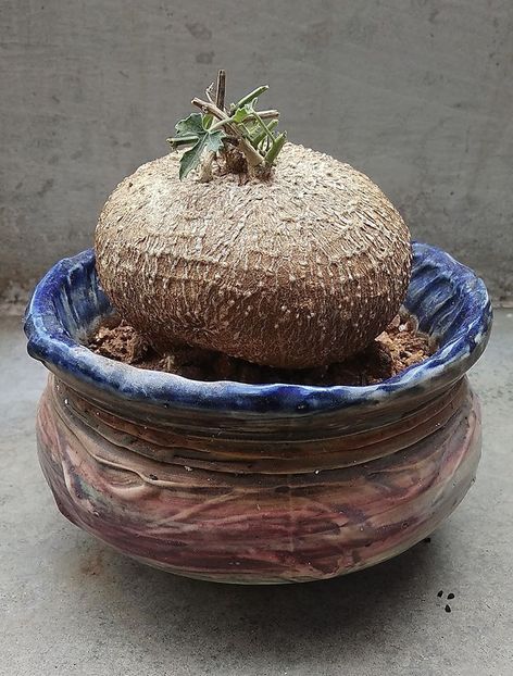 Corallocarpus epigaeus - Vase - aranjamente - accesorii