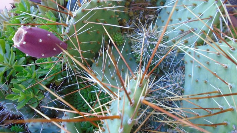 Minirocarie - Cactusi 2020 evolutie vara bis