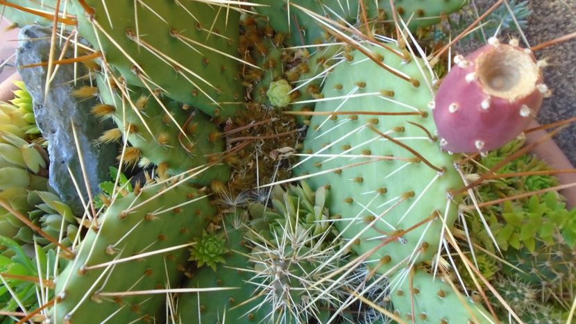 Minirocarie - Cactusi 2020 evolutie vara bis