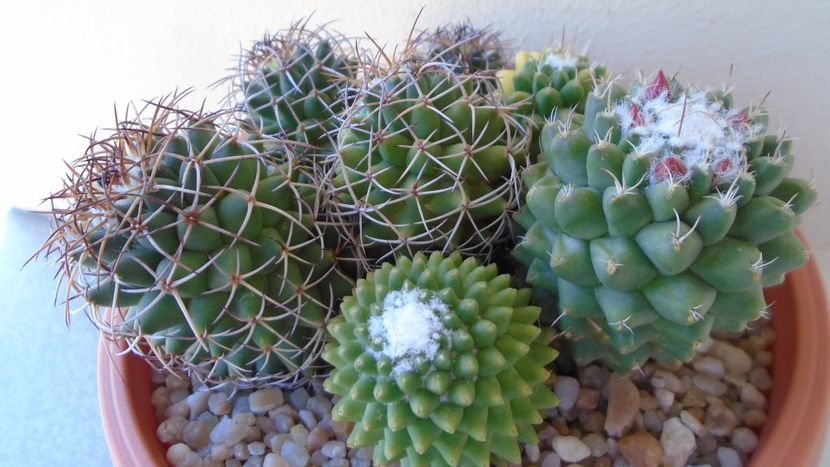 Amestec varietati de Mammillaria polythele - Cactusi 2020 evolutie vara bis