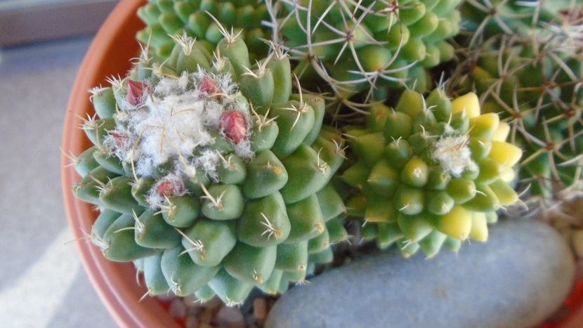 Amestec varietati de Mammillaria polythele - Cactusi 2020 evolutie vara bis