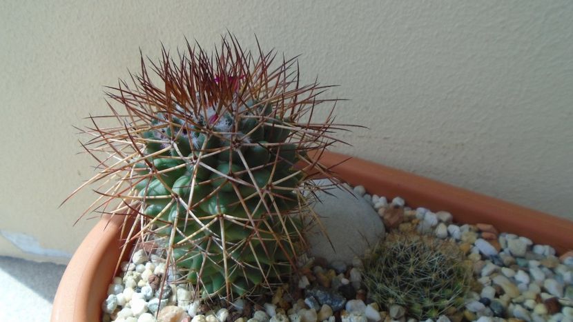 Mammillaria rhodantha - Cactusi 2020 evolutie vara bis