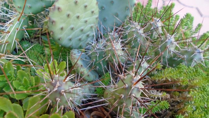 Minirocarie - r Vara 2020-2021-2022-2023