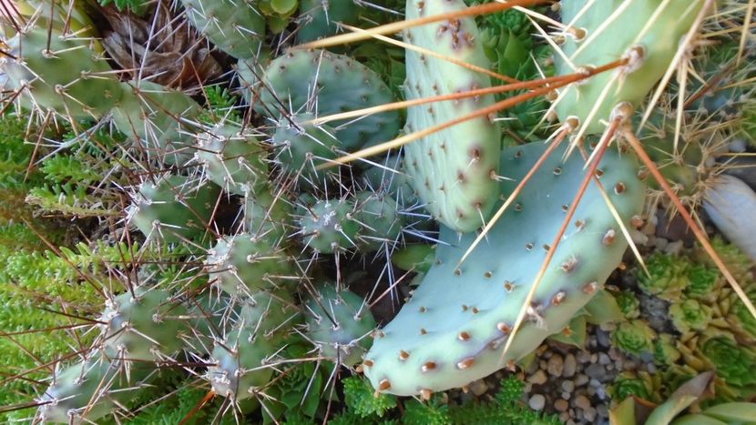 Minirocarie - r Vara 2020-2021-2022-2023