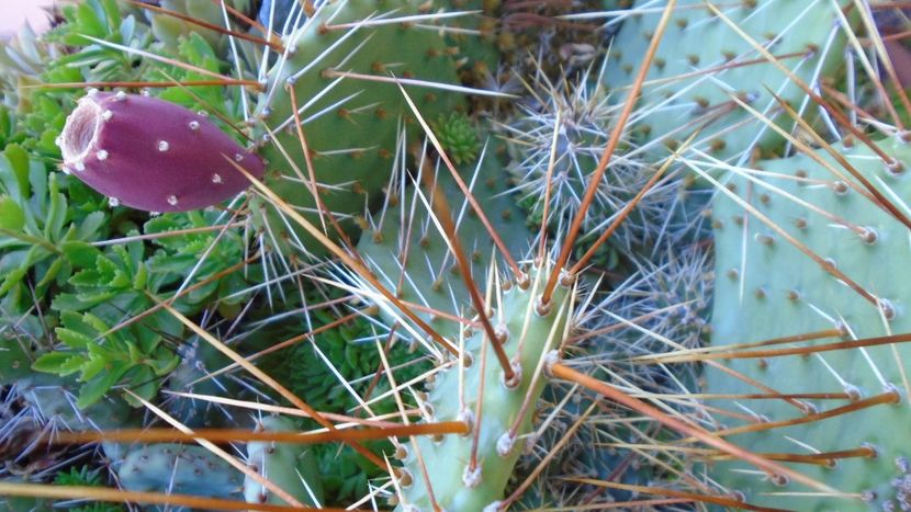 Minirocarie - r Vara 2020-2021-2022-2023