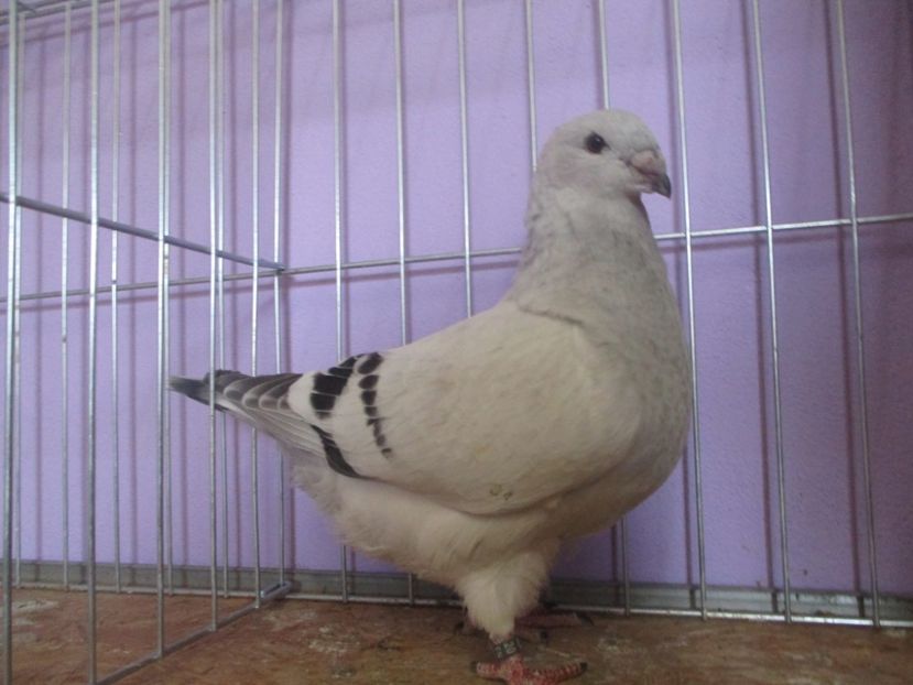 03051-20 - Tineret 2020