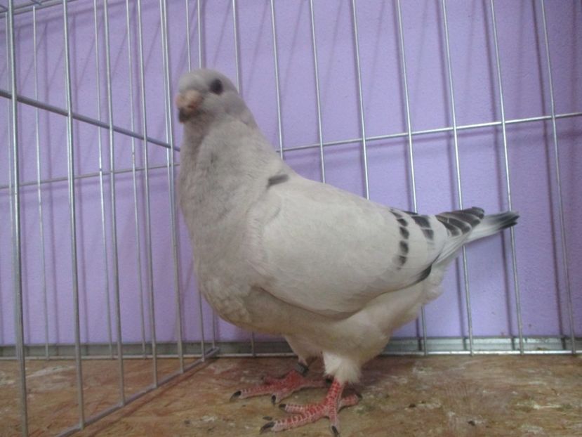 03052-20 - Tineret 2020