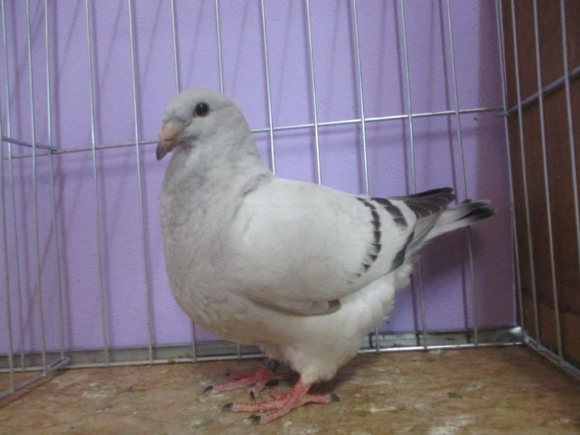 03053-20 - Tineret 2020