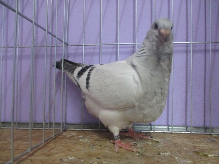 03056-20 - Tineret 2020