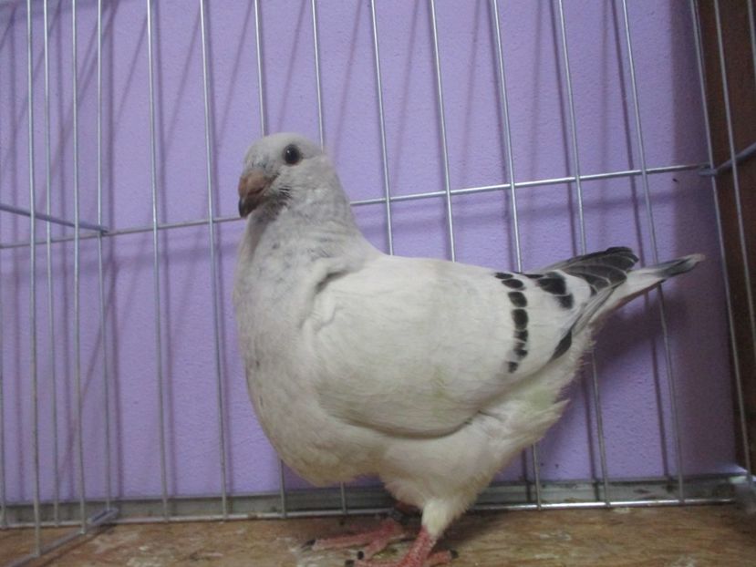 03058-20 - Tineret 2020