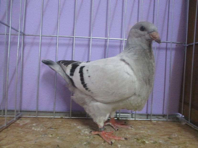 03060-20 - Tineret 2020