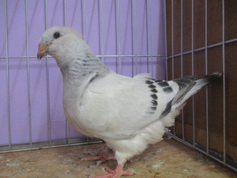 03061-20 - Tineret 2020