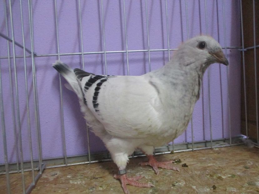 11300-20 - Tineret 2020