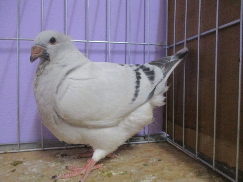 03500-20 - Tineret 2020