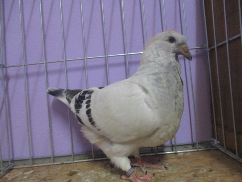 03070-20 - Tineret 2020