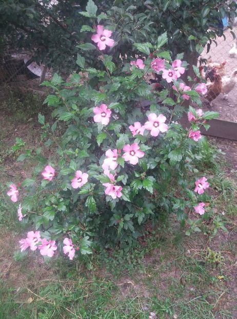  - hibiscusii mei