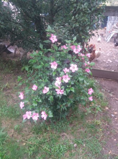  - hibiscusii mei